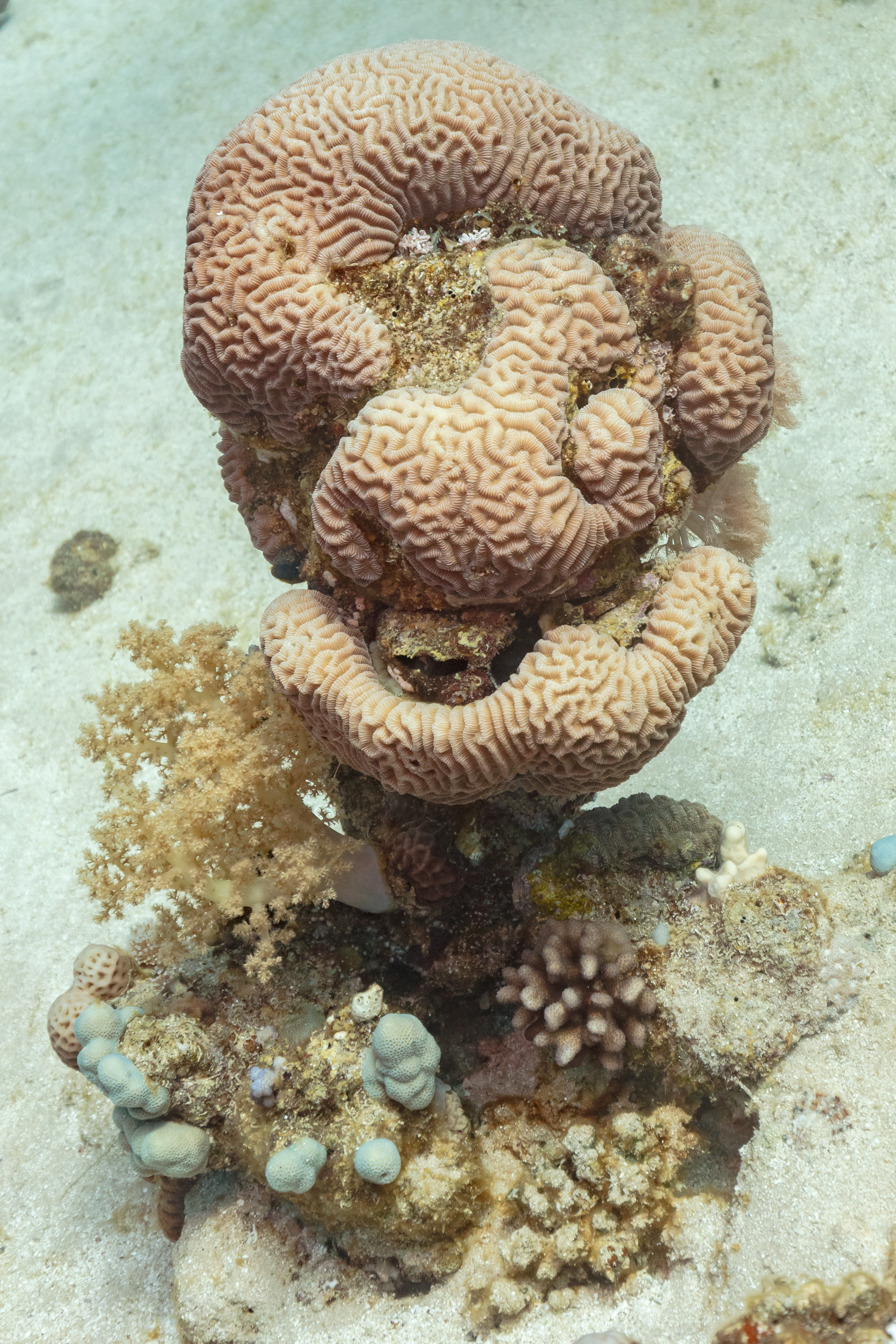 Brain Corals (Lobophyllia / Symphyllia / Trachyphyllia)