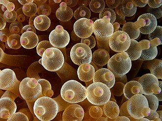 Bubble Tip Anemone (Entacmaea quadricolor)