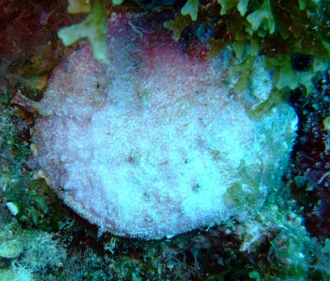 Chalice Corals (Echinophyllia / Mycedium / Oxypora)