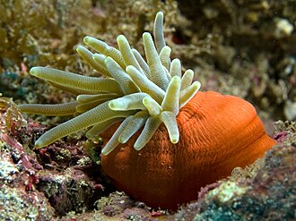Condy Anemone (Condylactis gigantea)