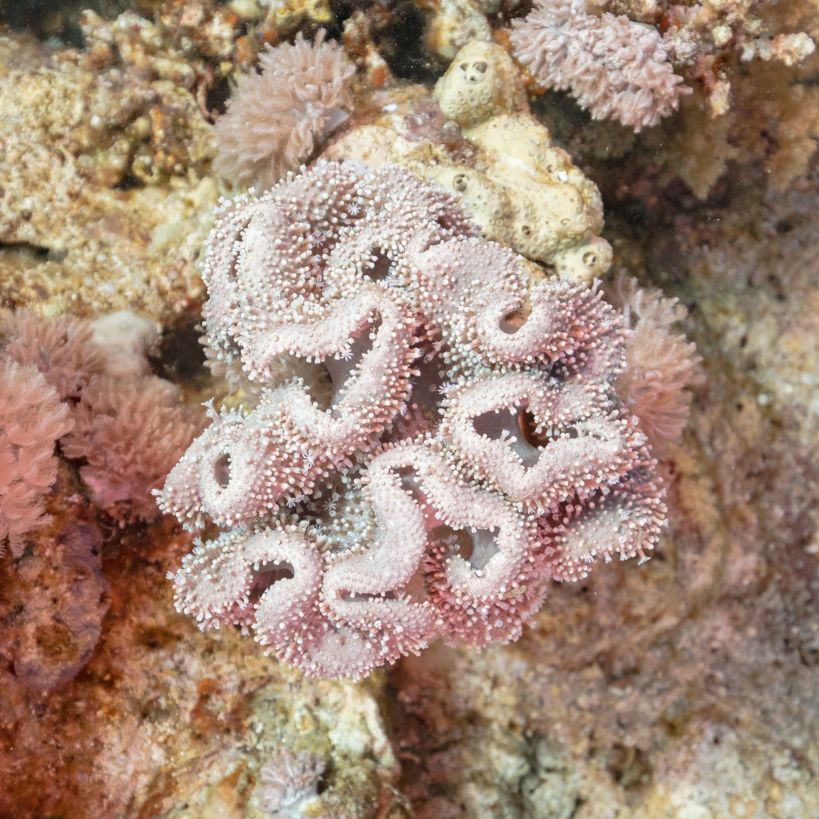 Leather Corals (Sarcophyton / Sinularia / Lobophytum)
