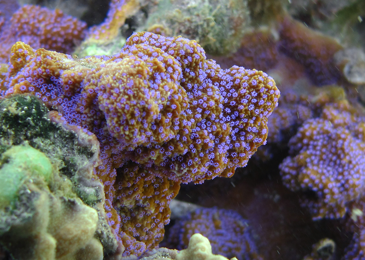 Montipora Corals (Montipora spp.)