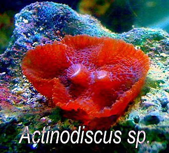 Mushroom Corals (Discosoma / Rhodactis / Ricordea)