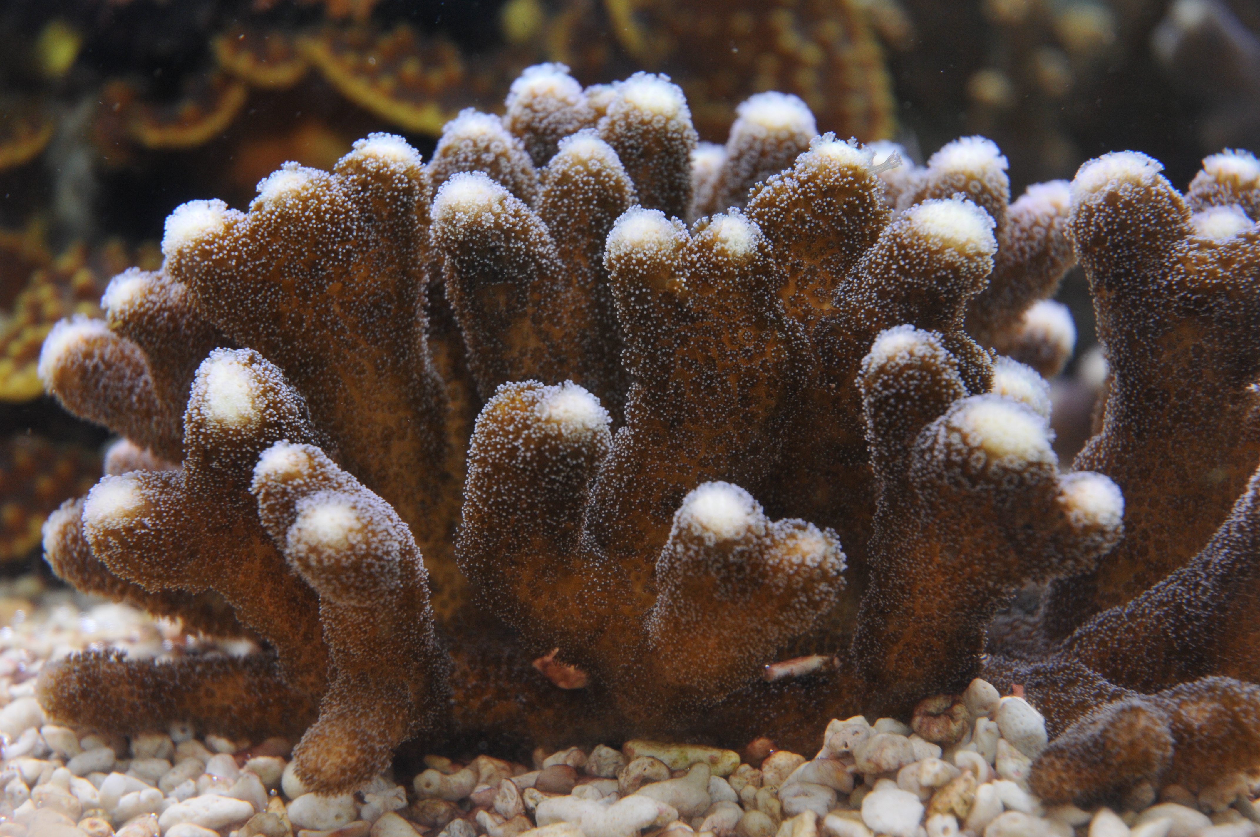 Stylophora (Cat's Paw Coral)