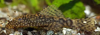 Bristlenose Pleco