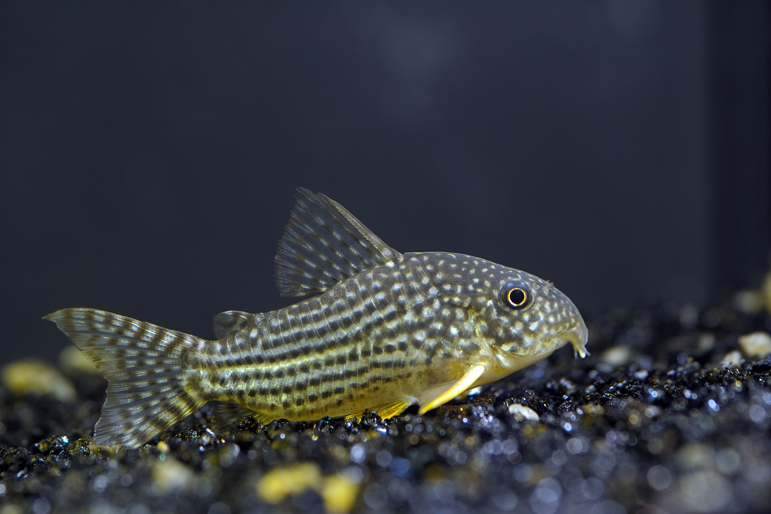 Corydoras Catfish