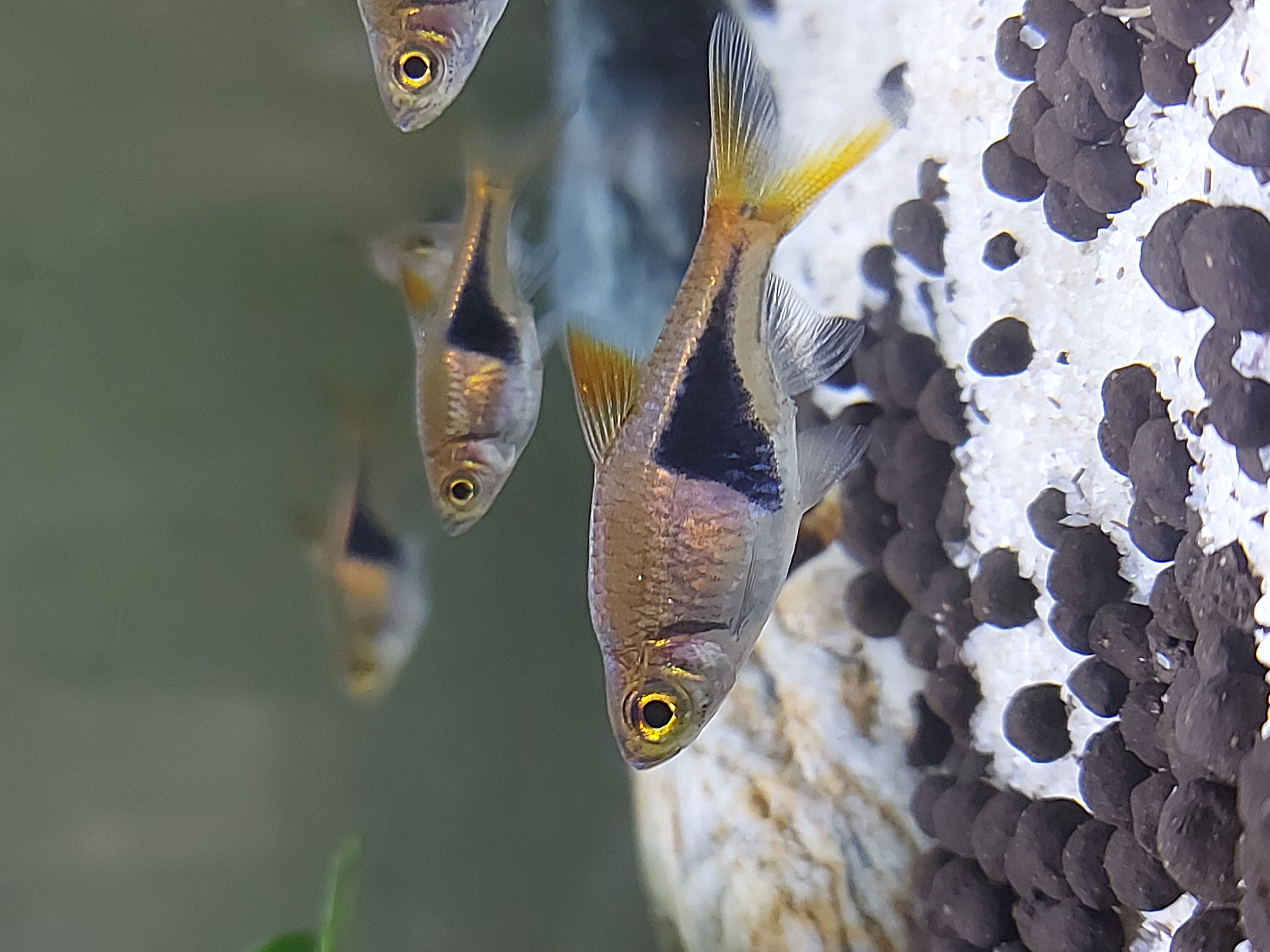 Harlequin Rasbora