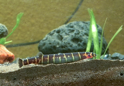 Kuhli Loach