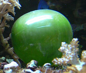 Bubble Algae (Valonia)