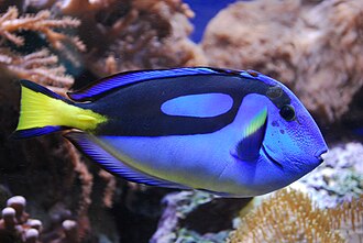 Blue Hippo Tang (Regal Tang)