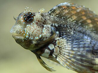 Lawnmower Blenny