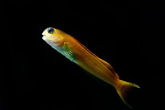 Midas Blenny
