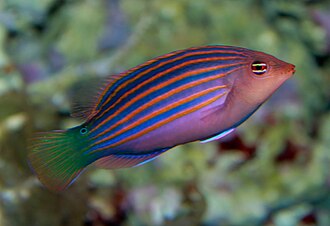 Six Line Wrasse